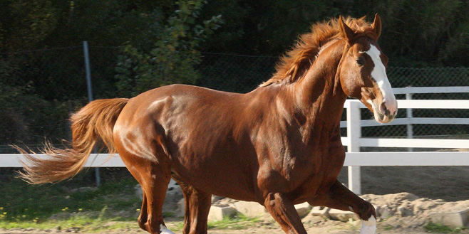 Semental Octubre Centro equino Jama en Talavera de la Reina Toledo