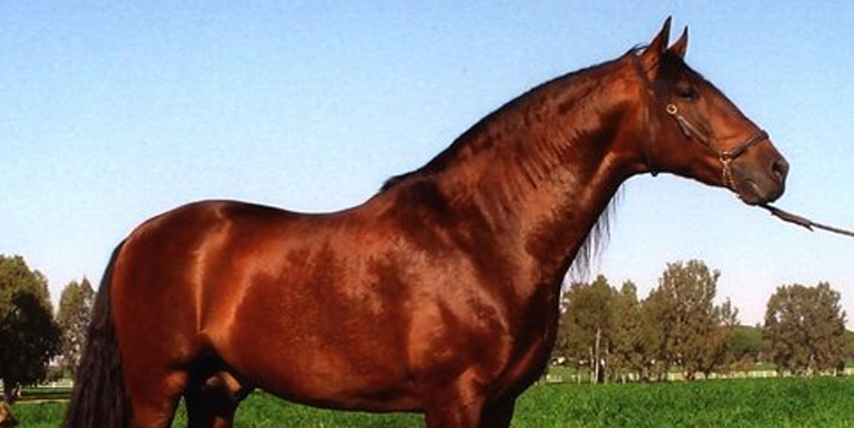 Semental Educado Centro equino Jama en Talavera de la Reina Toledo