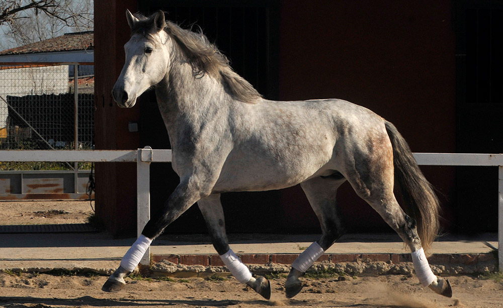Semental PRE Aquiles Centro equino Jama en Talavera de la Reina Toledo