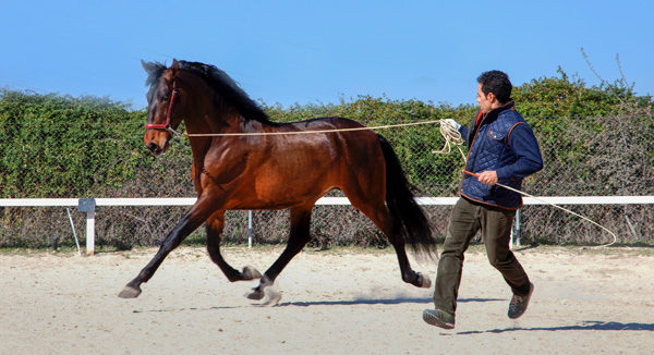 Centro equino autorizado Ecujama en Talavera de la Reina Toledo