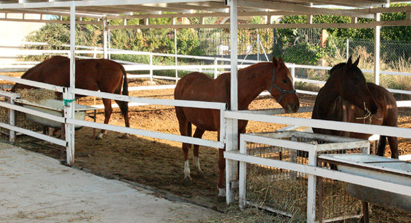 Centro equino Ecujama reporducción hospitalización pupilaje sementales en Talavera de la Reina Toledo