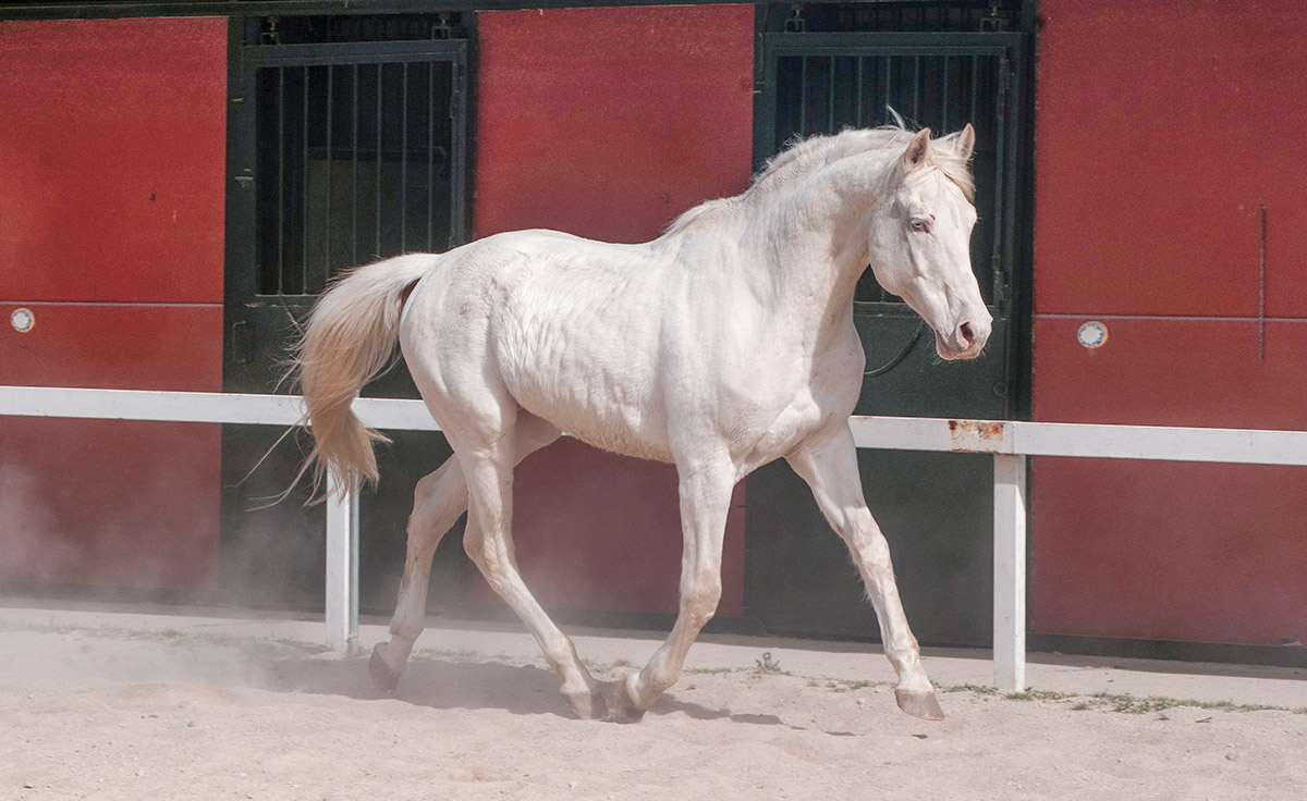 Semental CDE Alban Centro equino Jama en Talavera de la Reina Toledo