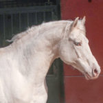 Alban Spanish Sports Horse Stallion (CDE - Caballo de España) Ecujama Spain