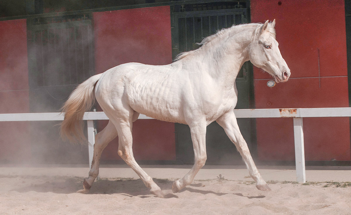 Semental CDE Alban Centro equino Jama en Talavera de la Reina Toledo