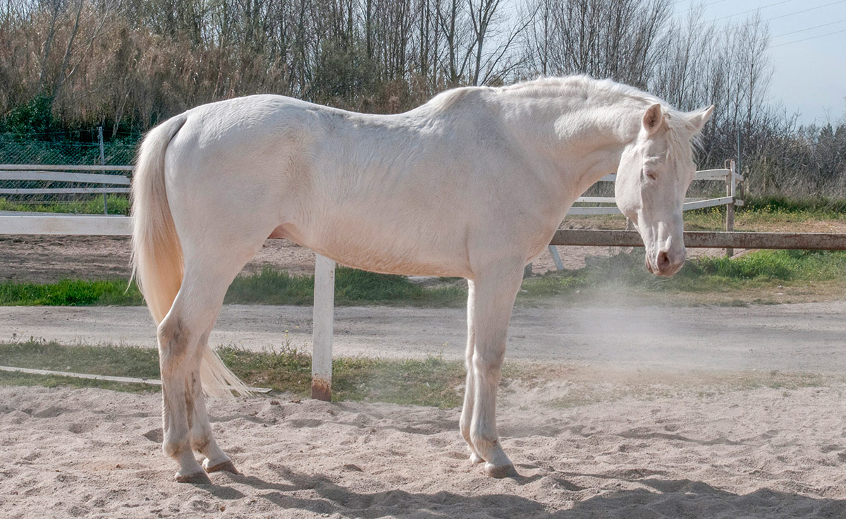 Semental CDE Alban Centro equino Jama en Talavera de la Reina Toledo