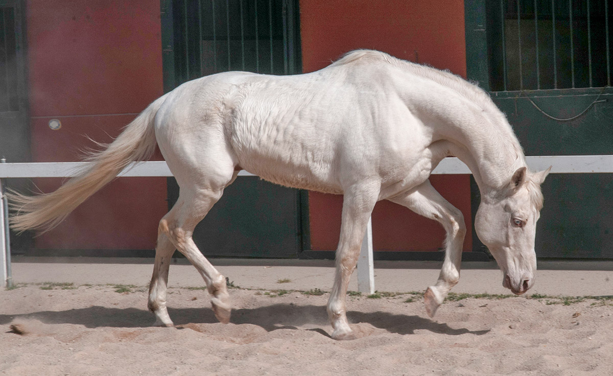 Semental CDE Alban Centro equino Jama en Talavera de la Reina Toledo