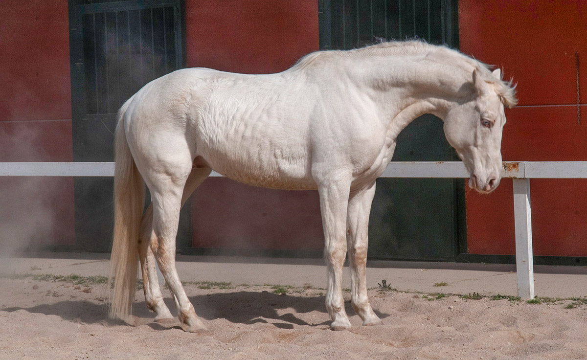 Semental CDE Alban Centro equino Jama en Talavera de la Reina Toledo