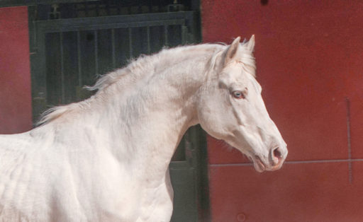 Semental CDE Alban Centro equino Jama en Talavera de la Reina Toledo