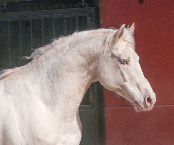 Alban Spanish Sports Horse Stallion (CDE - Caballo de España) Ecujama Spain