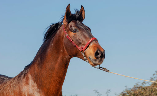 Semental PRE Espliego Centro equino Jama en Talavera de la Reina Toledo