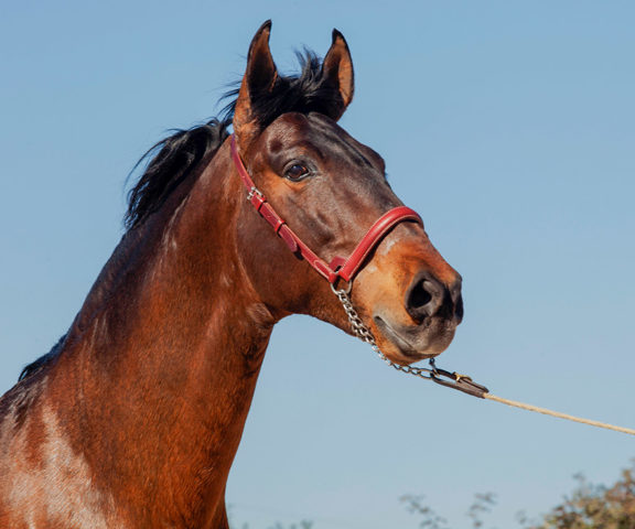 Espliego de Jama PRE Stallion Equine Reproductive Centre Jama Talavera de la Reina Toledo Spain