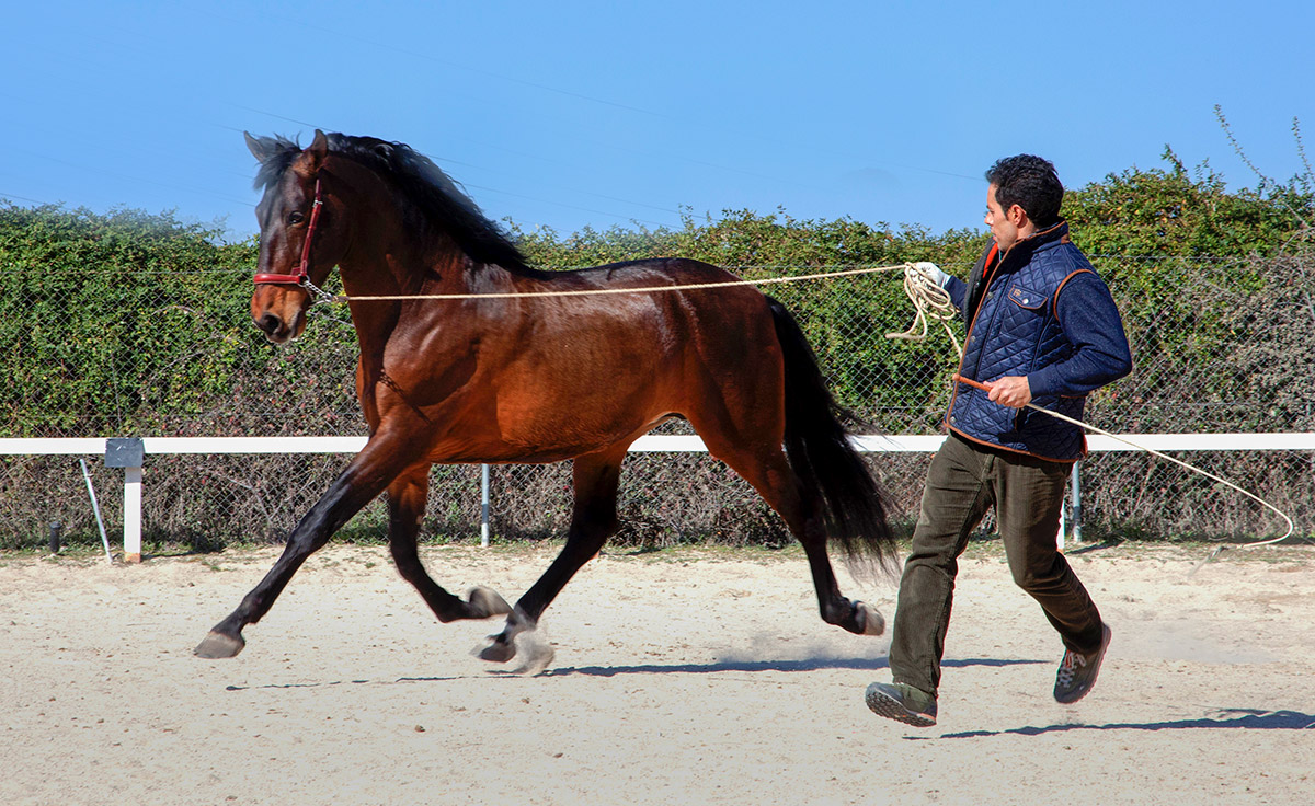 Semental PRE Espliego Centro equino Jama en Talavera de la Reina Toledo