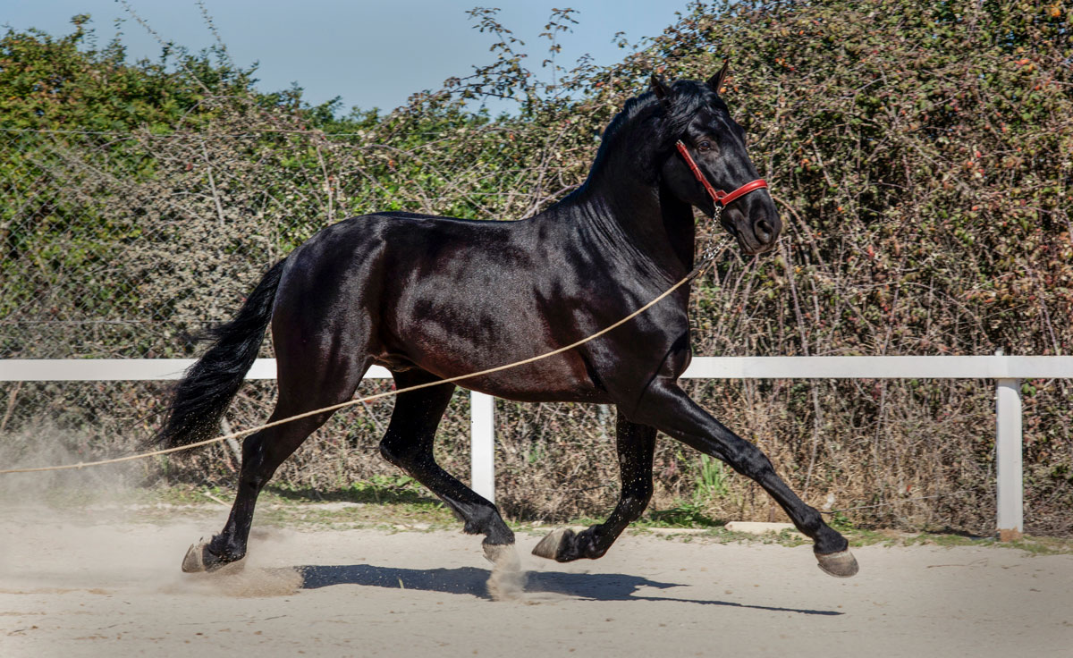 Semental PRE Filántropo Centro equino Jama en Talavera de la Reina Toledo