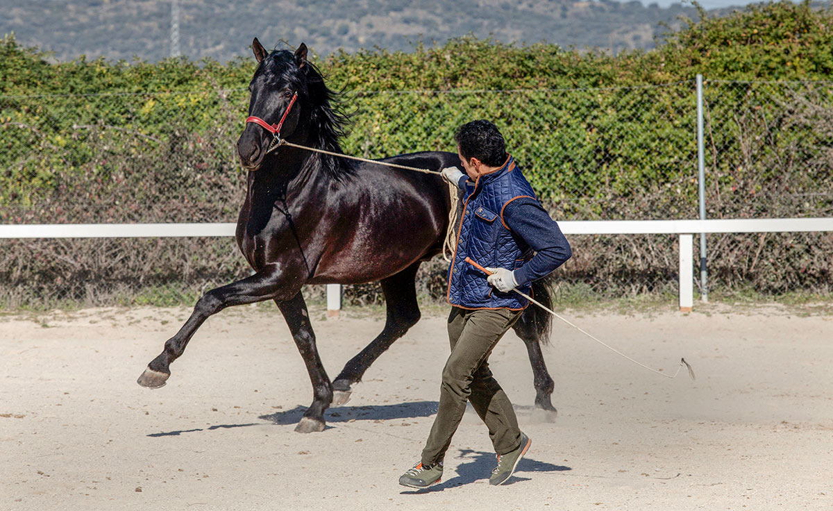 Semental PRE Filántropo Centro equino Jama en Talavera de la Reina Toledo
