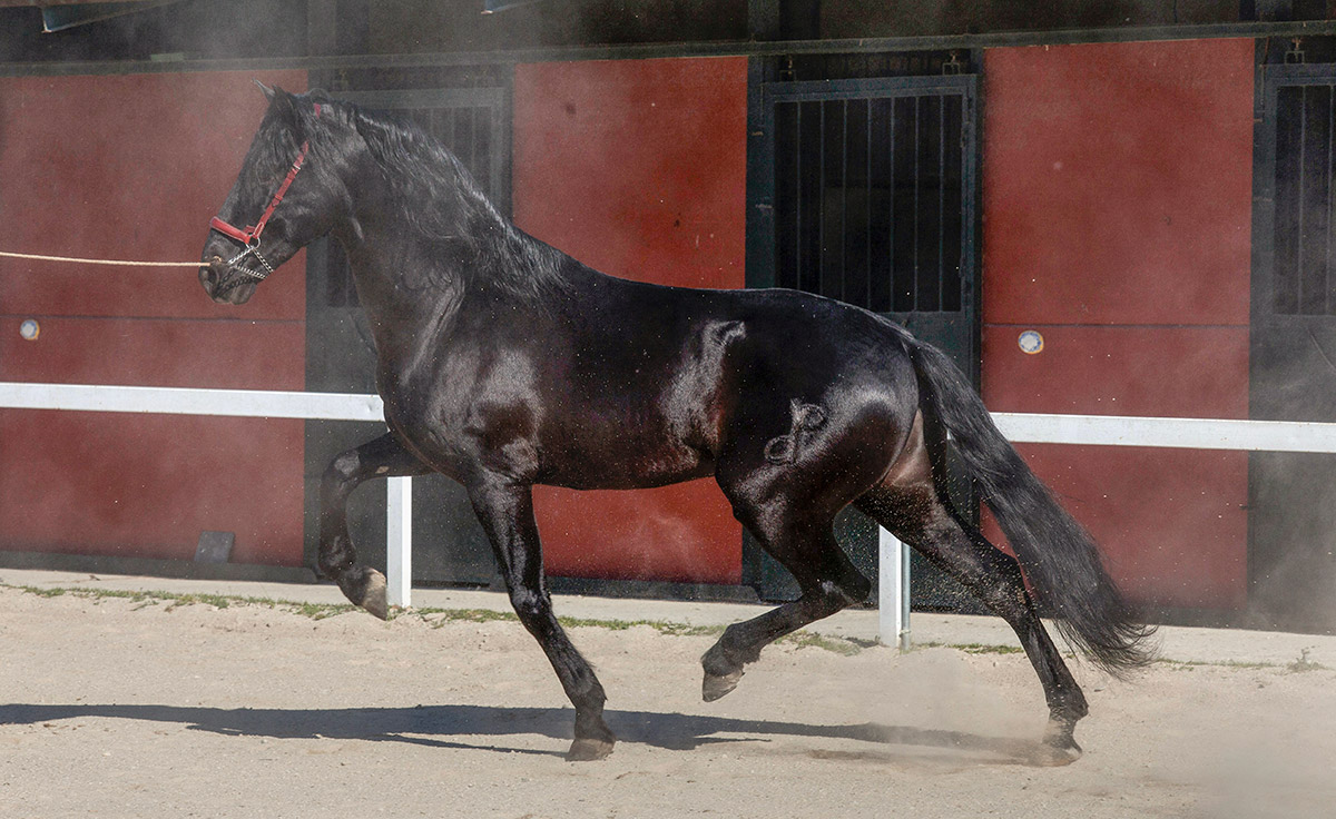 Semental PRE Filántropo Centro equino Jama en Talavera de la Reina Toledo