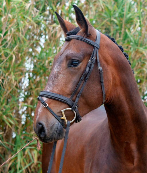 Semental PRE Mercurio Centro equino Jama