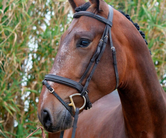 Semental PRE Mercurio Centro equino Jama