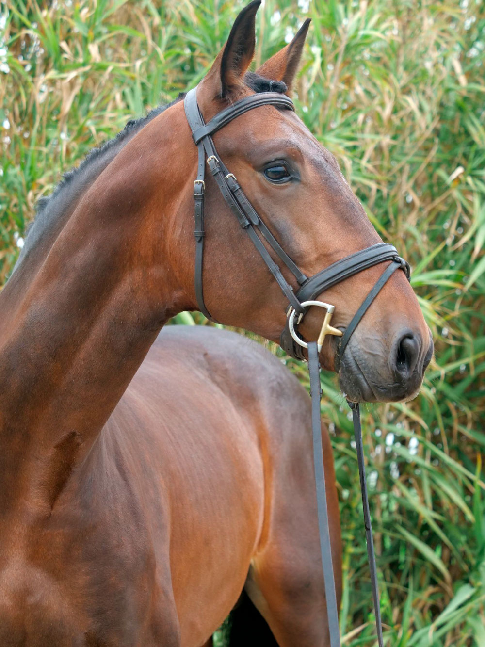 Semental PRE Mercurio Centro equino Jama