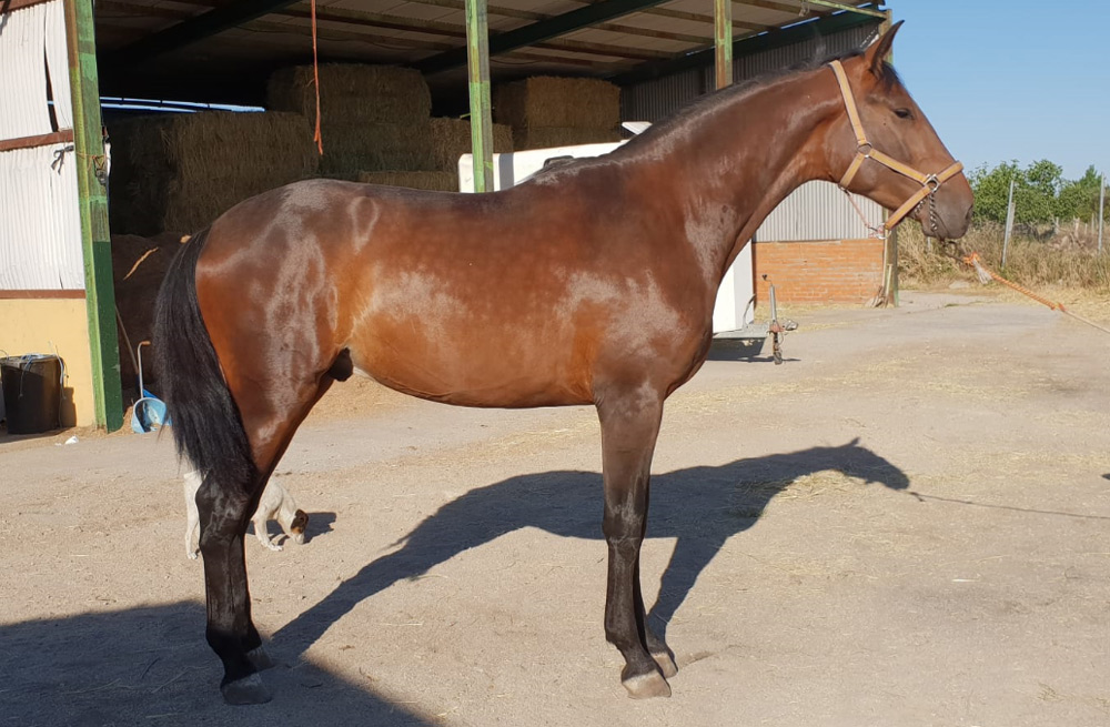 Mercurio Semental PRE Centro equino Jama en Talavera de la Reina Toledo