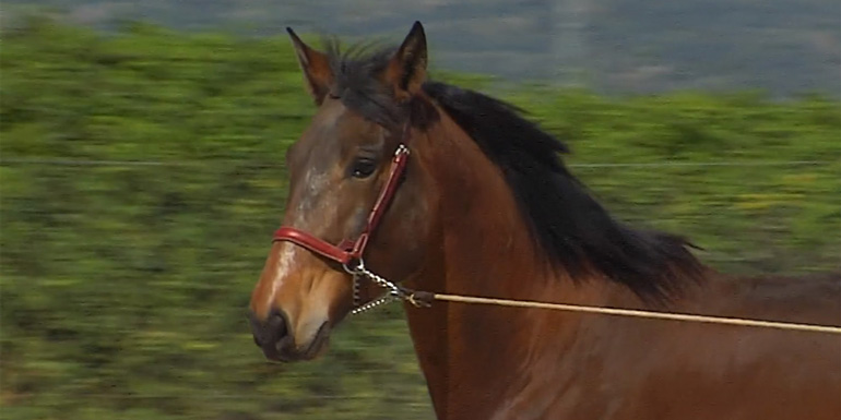 Mercurio Semental PRE Centro equino Jama en Talavera de la Reina Toledo