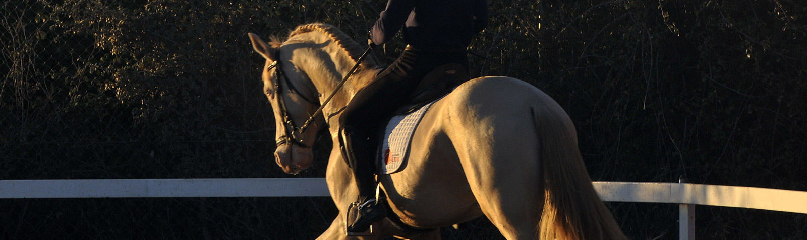 Semental PRE Golden de Lydia Centro equino Jama en Talavera de la Reina Toledo