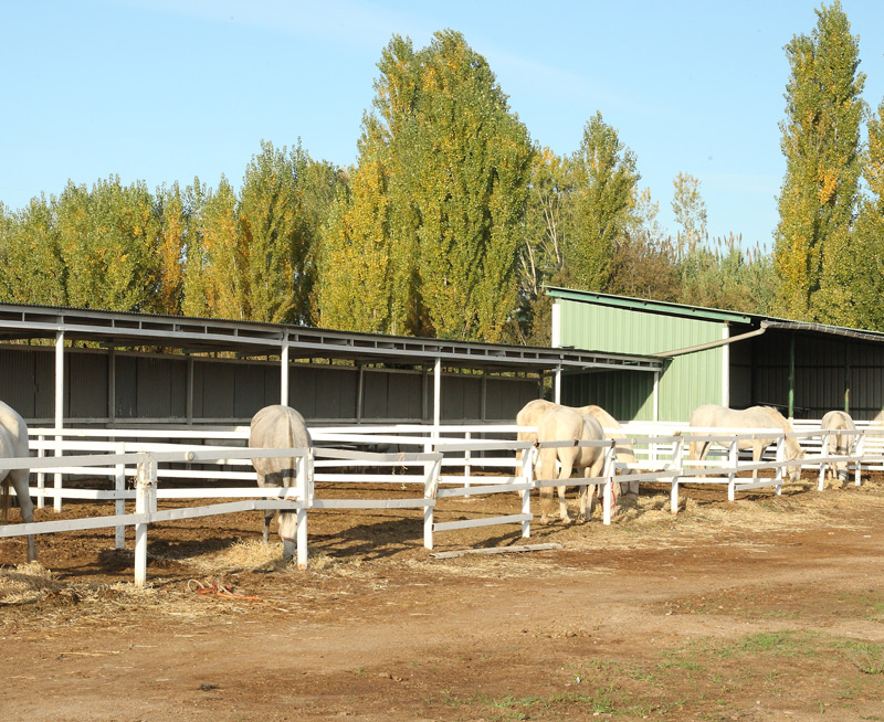 Centro equino autorizado UE de Reproducción Jama