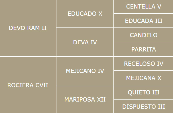 Genealogía de Belmonte Centro equino Jama en Talavera de la Reina Toledo