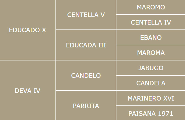 Genealogía de Devo Ram II del Centro equino Jama en Talavera de la Reina Toledo