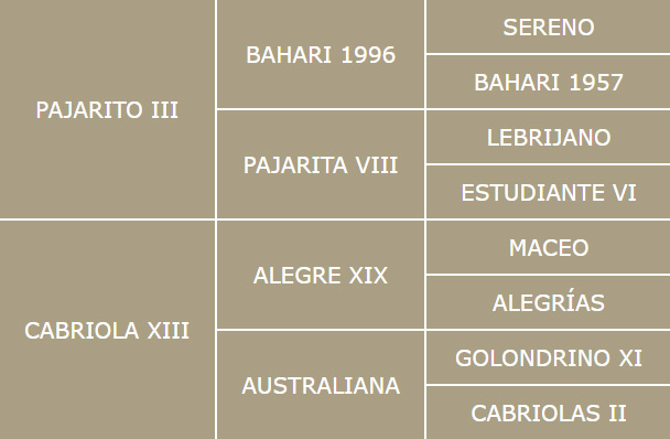 Genealogía del caballo PRE Trianero Centro equino Jama en Talavera de la Reina Toledo
