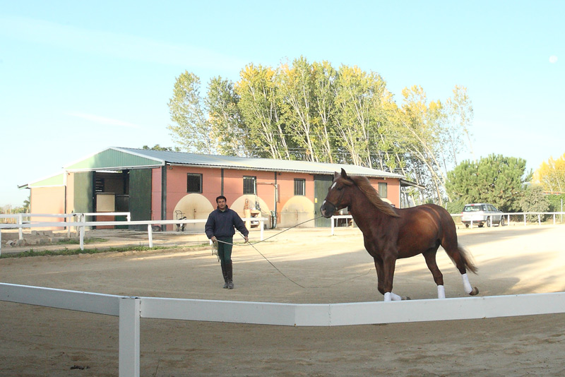 Profesionales de Ecujama Centro equino Jama Talavera de la Reina Toledo