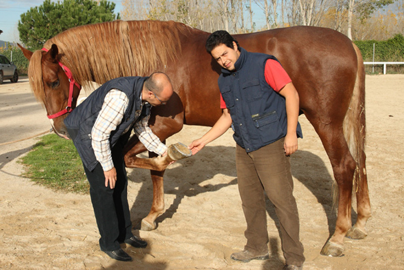 Profesionales de Ecujama Centro equino Jama Talavera de la Reina Toledo