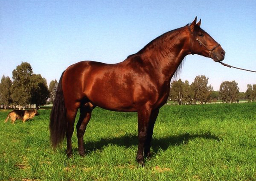Semental Educado Centro equino Jama en Talavera de la Reina Toledo