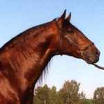 Educado X PRE Stallion Equine Reproductive Centre Jama Talavera de la Reina Toledo Spain