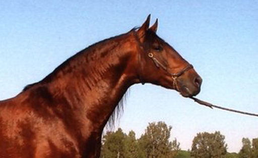 Semental Educado Centro equino Jama en Talavera de la Reina Toledo