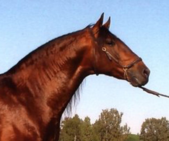 Educado X PRE Stallion Equine Reproductive Centre Jama Talavera de la Reina Toledo Spain