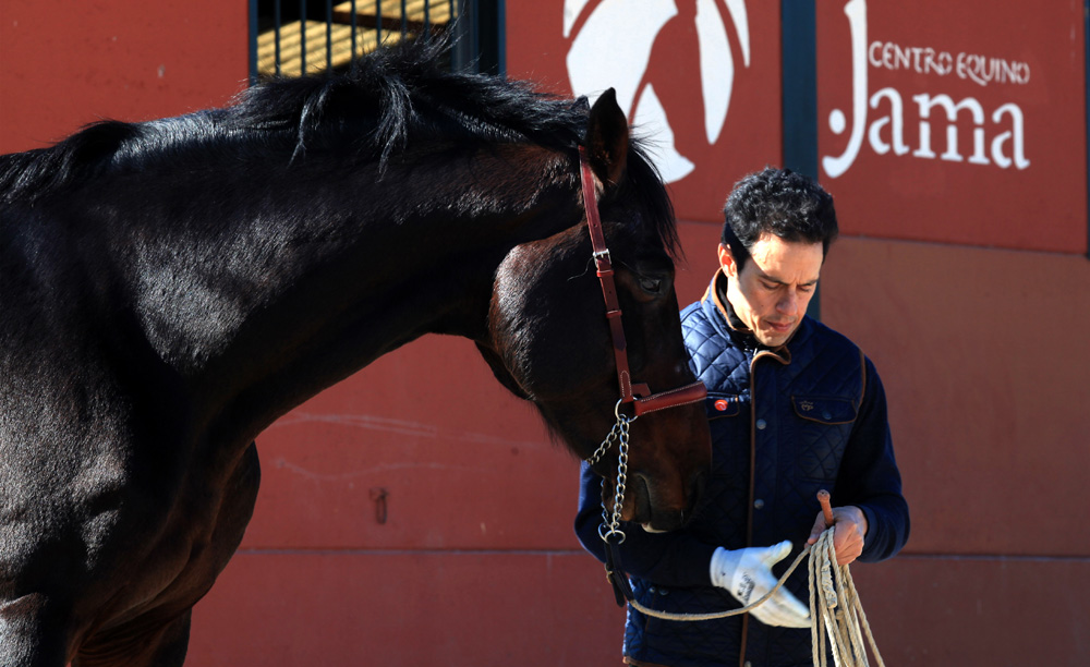 Semental Holstein Contisco Centro equino Jama en Talavera de la Reina Toledo