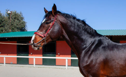 Semental Holstein Contisco Centro equino Jama en Talavera de la Reina Toledo