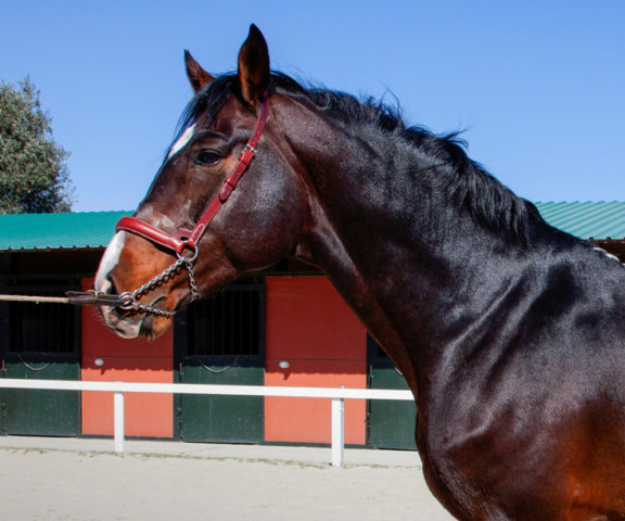 Semental Holstein Contisco Centro equino Jama en Talavera de la Reina Toledo