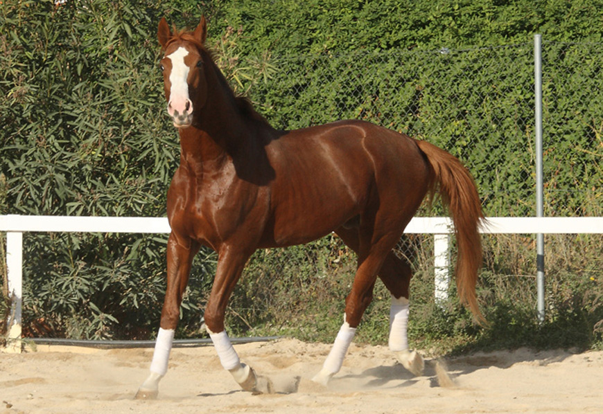 Semental Octubre Centro equino Jama en Talavera de la Reina Toledo
