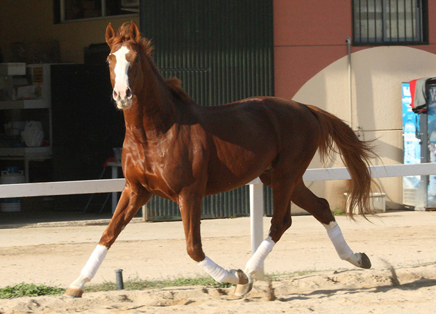 Semental Octubre Centro equino Jama en Talavera de la Reina Toledo