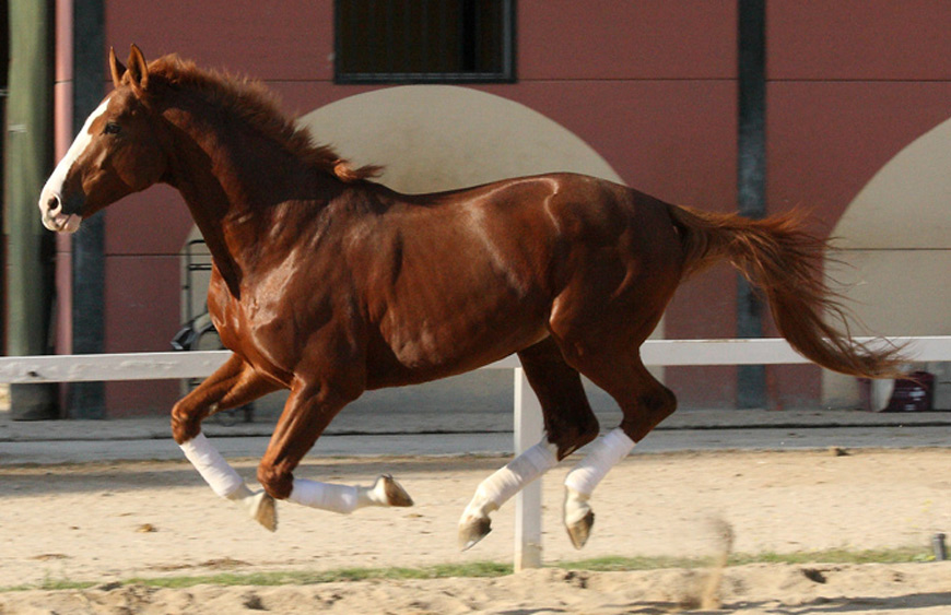 Semental Octubre Centro equino Jama en Talavera de la Reina Toledo