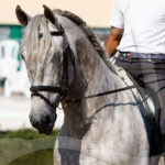 Semental PRE Belmonte Centro equino Jama en Talavera de la Reina Toledo