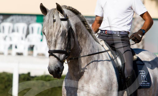 Semental PRE Belmonte Centro equino Jama en Talavera de la Reina Toledo