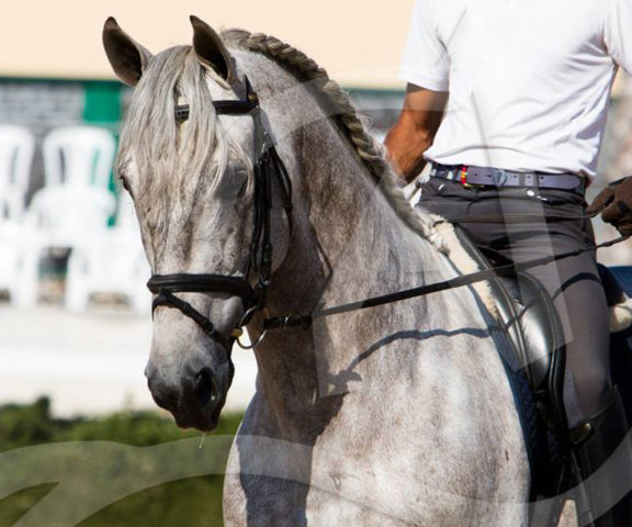 Belmonte XXVII PRE Stallion Equine Reproductive Centre Jama Talavera de la Reina Toledo Spain