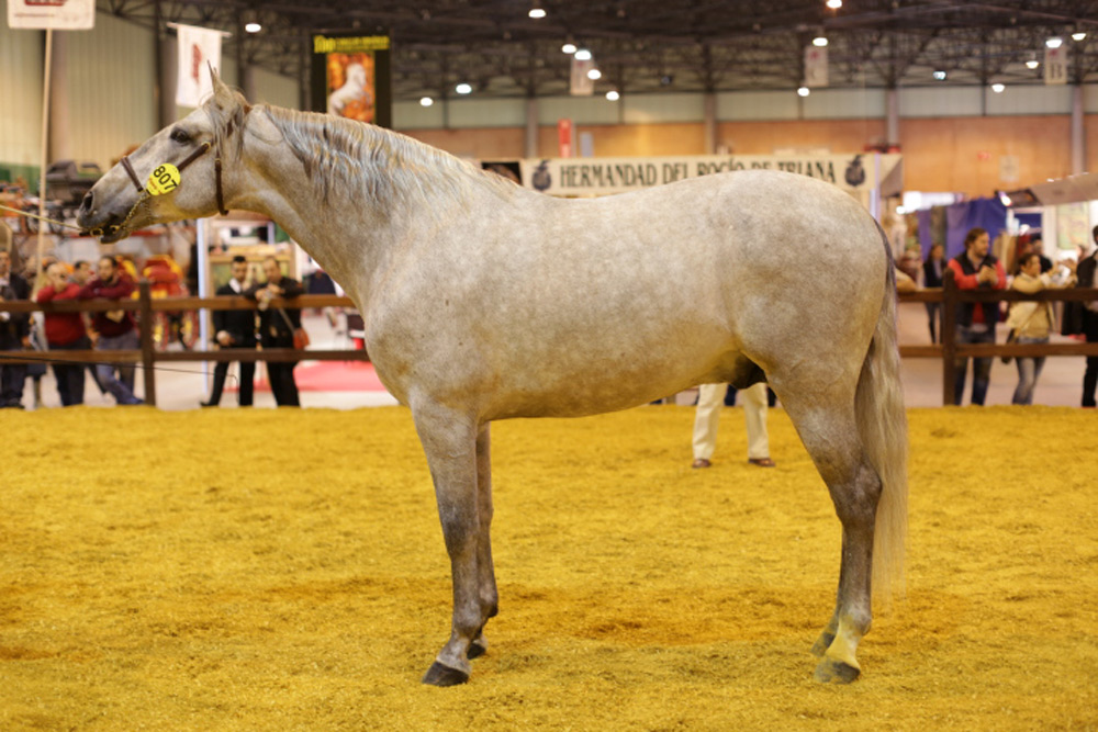 Semental PRE Belmonte Centro equino Jama en Talavera de la Reina Toledo