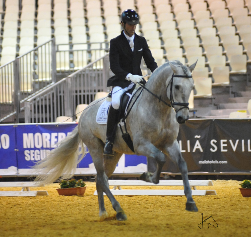 Semental PRE Belmonte Centro equino Jama en Talavera de la Reina Toledo