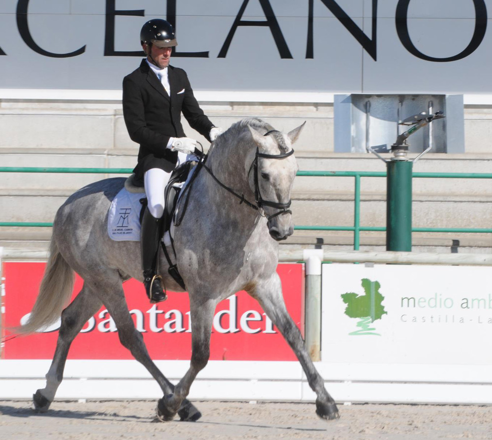 Semental PRE Belmonte Centro equino Jama en Talavera de la Reina Toledo