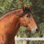 Devo Ram II PRE Stallion Equine Reproductive Centre Jama Talavera de la Reina Toledo Spain