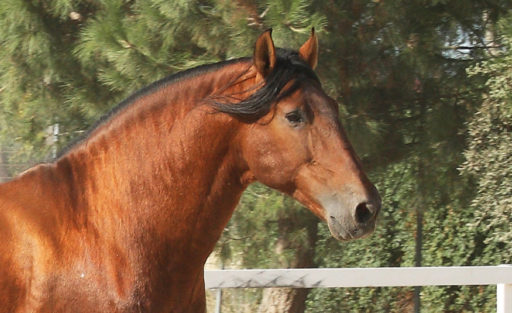 Semental PRE Devo Ram II Centro equino Jama en Talavera de la Reina Toledo