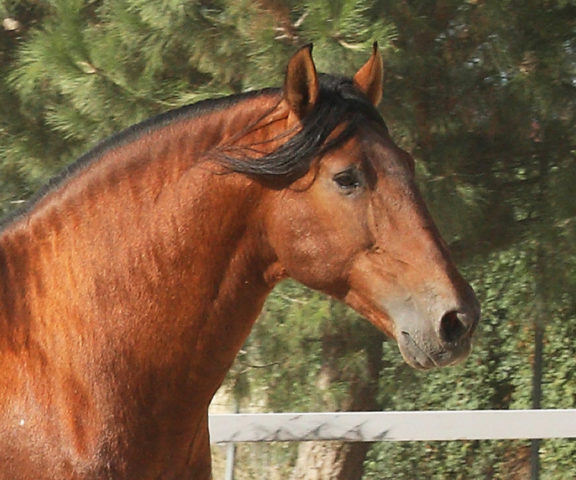 Devo Ram II PRE Stallion Equine Reproductive Centre Jama Talavera de la Reina Toledo Spain